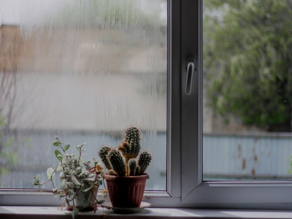 雨で曇った窓辺に置かれた観葉植物